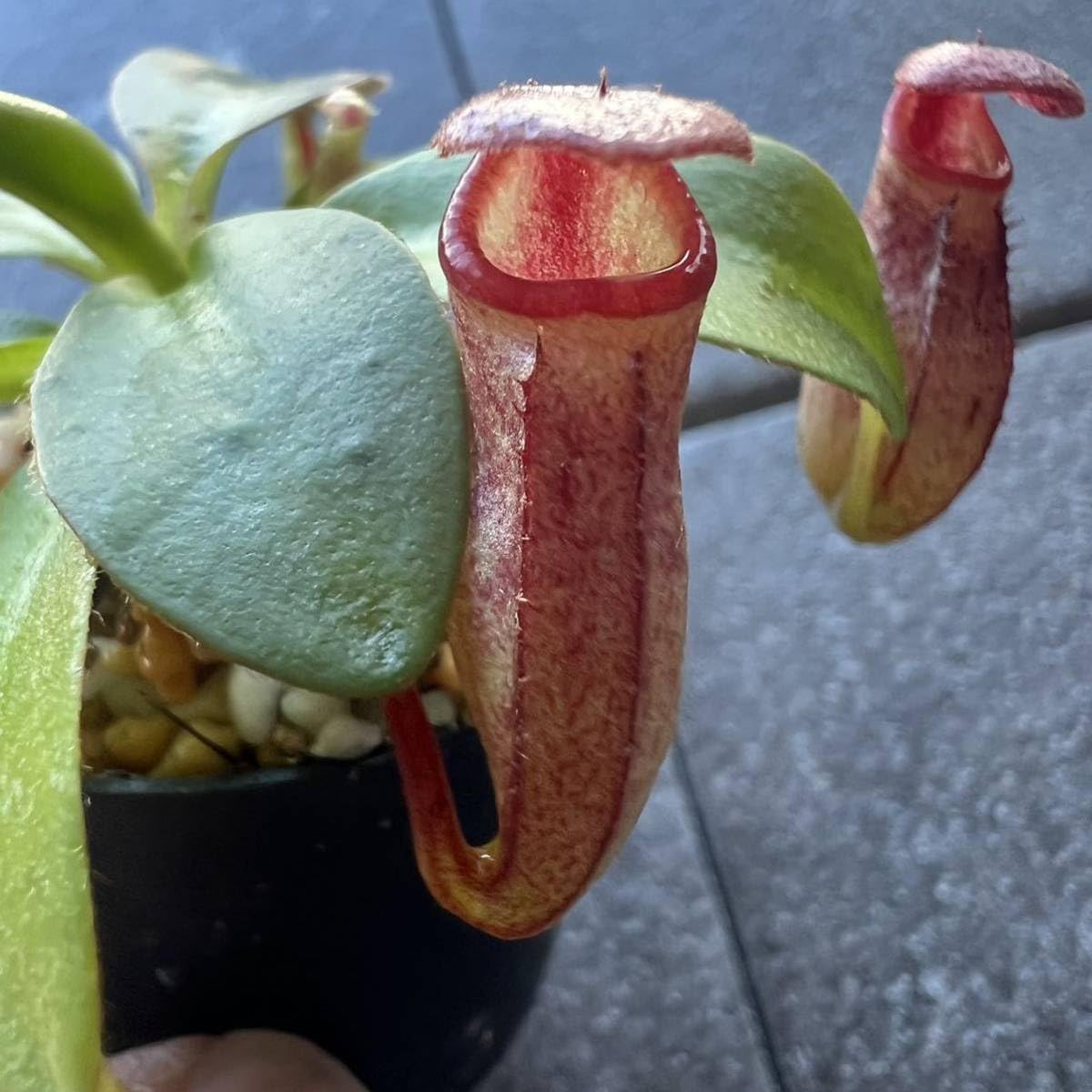 Amazon.co.jp: BE-3152 N. rajah ウツボカズラ 食虫植物 2 : おもちゃ